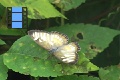 Scene 15_Small Nymphalidae on leaf